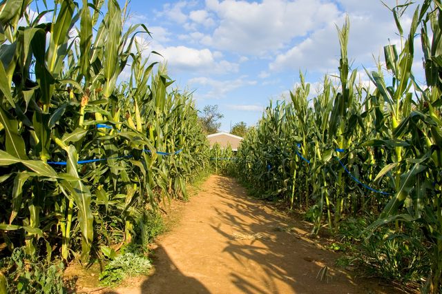 The Amazing Maize Maze at Queens County Farm Museum